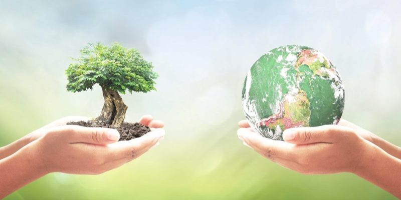 Semilla_Ecología-P6